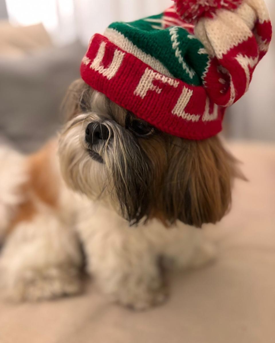 Alfredo, Cão, viagem de Brasil para Estados Unidos