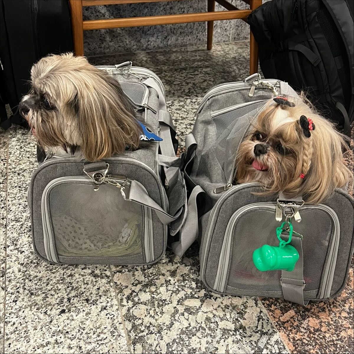 Amora e Amendoim, Cães, viagem de Brasil para Estados Unidos