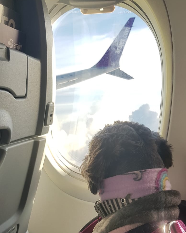 Belinha, Cadela de suporte emocional, viagem de Porto Alegre, RS para Canadá