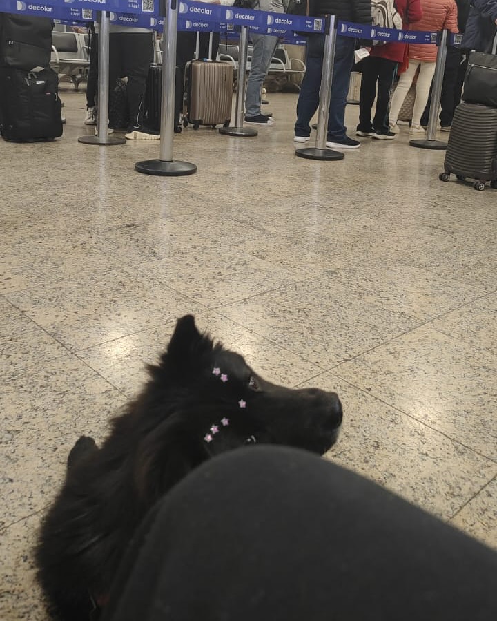 Bordô, Cão (16 kg), viagem de Brasil para Canadá