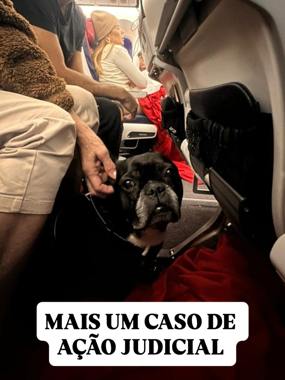 Buldogue Francês, Cabine garantida na Justiça, viagem de Brasil para França