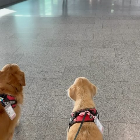 Caetano e Luna, Cães de serviço, viagem de Brasil para Alemanha