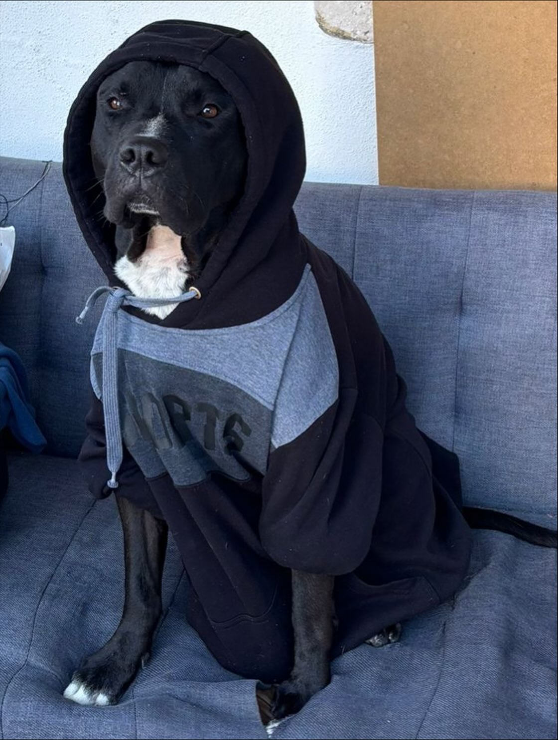 Hades, Pitbull, viagem de Brasil para Portugal