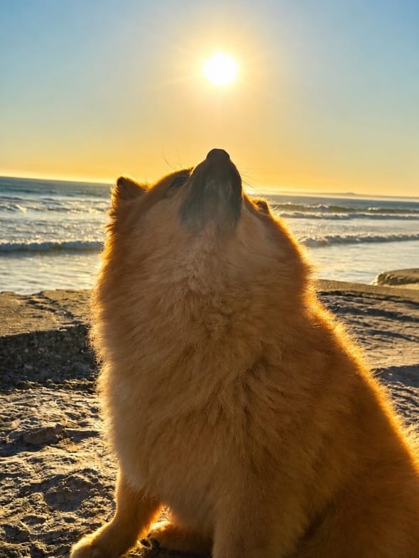 Kurama, Cão, viagem de São Paulo, SP para Espanha