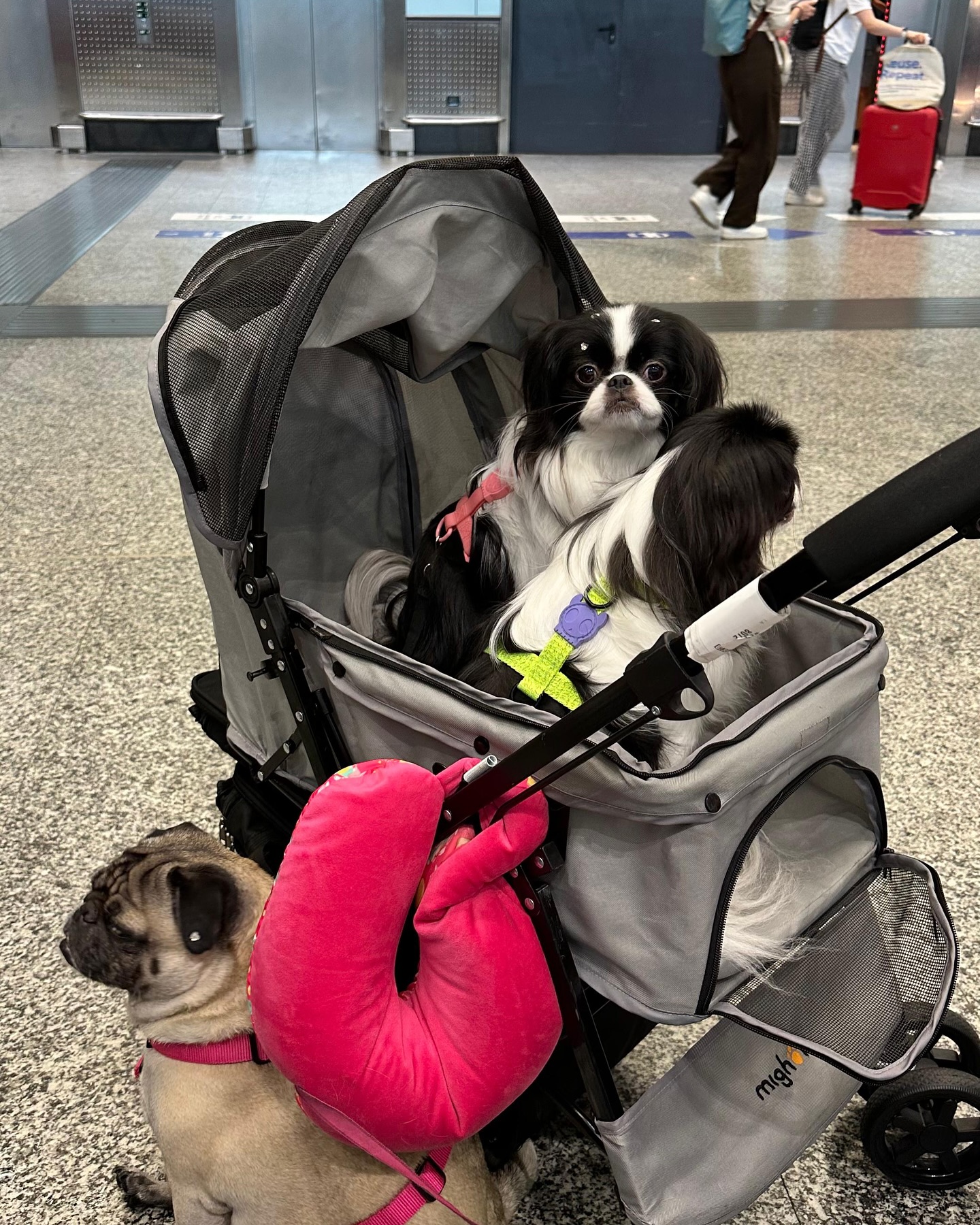 Trio da Letícia e do Leonardo, Três pets na cabine, viagem de Brasil para Itália