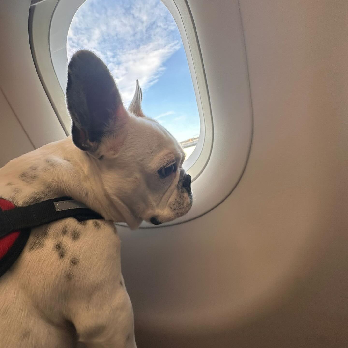 Lola, Cão de serviço, viagem de Portugal para Brasil