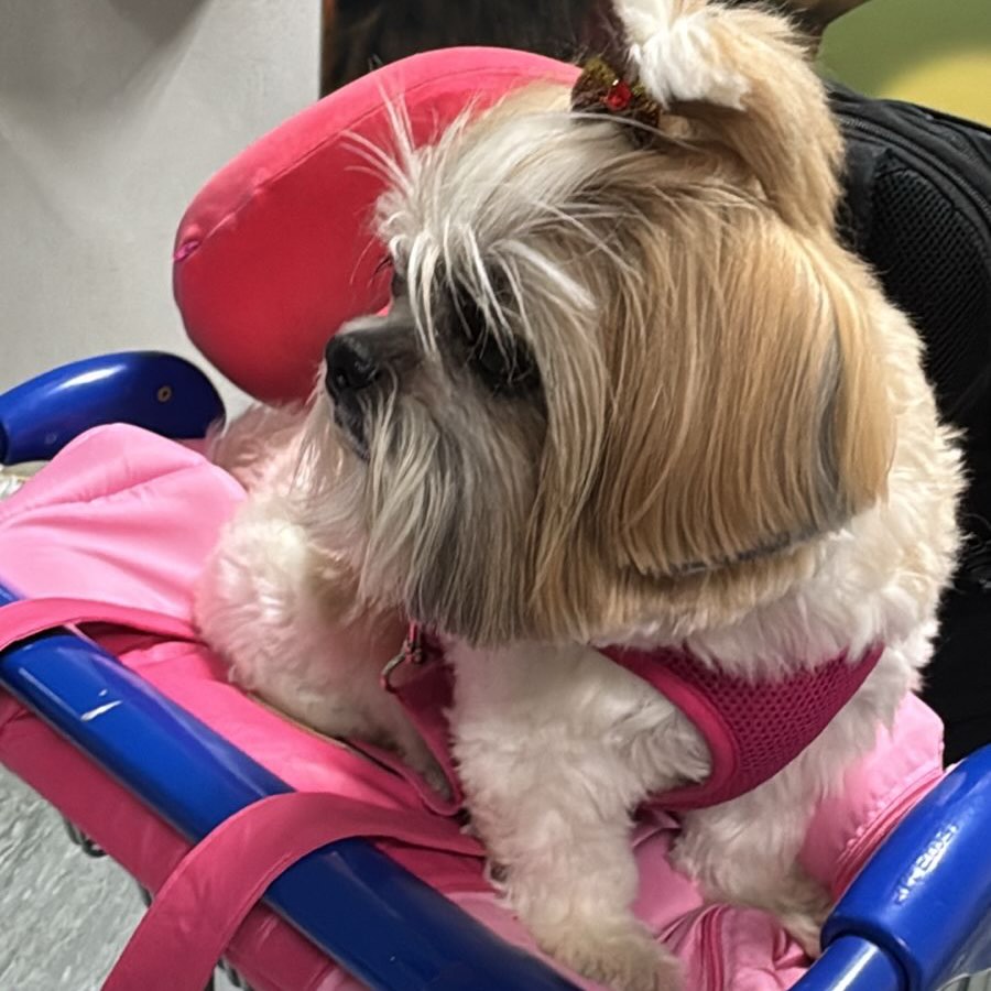 Malu, Simba e Penélope, Três pets, viagem de Brasil para Portugal