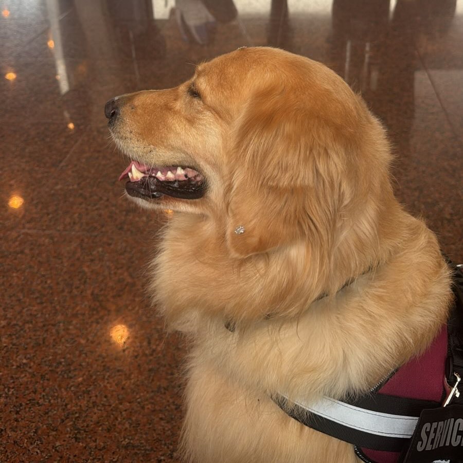 Mel, Cão de serviço, viagem de Brasil para Estados Unidos