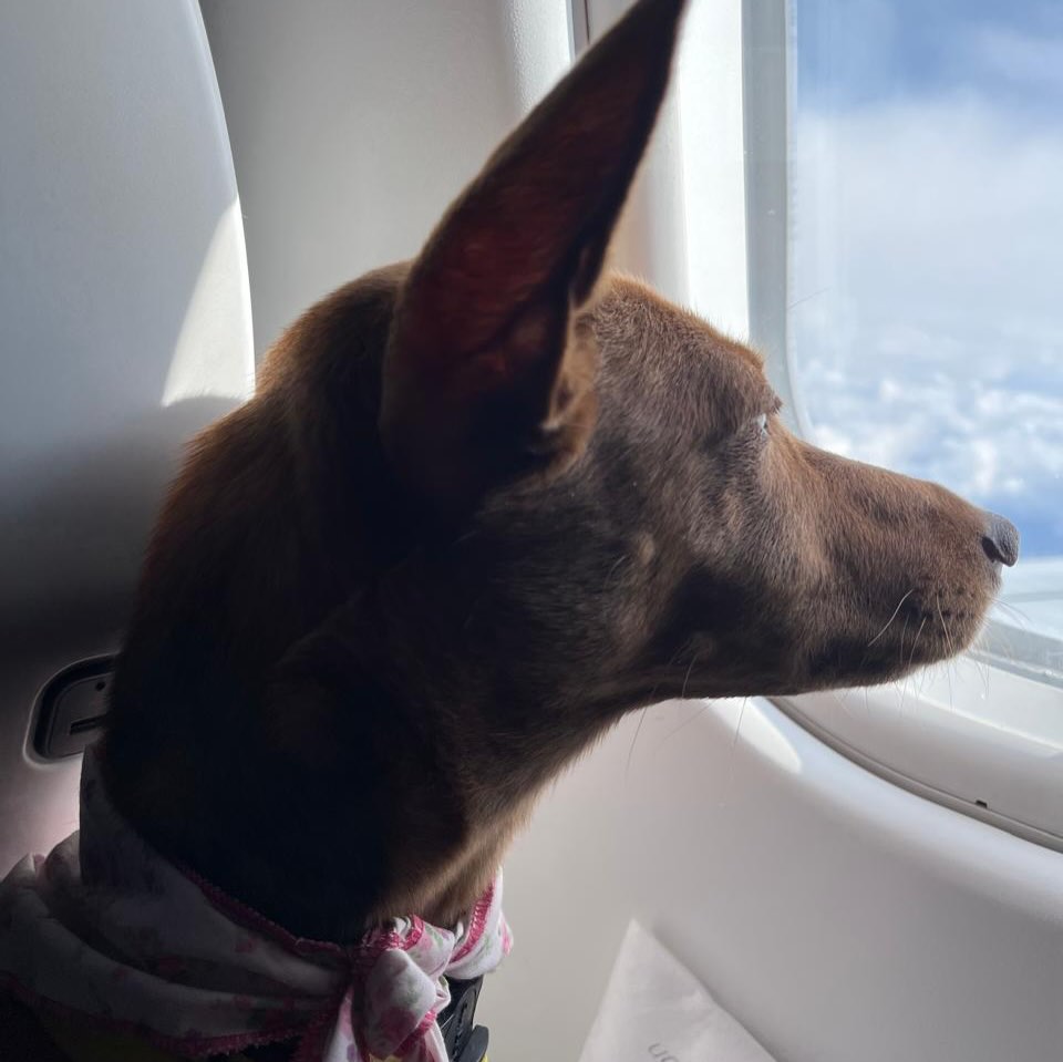 Nala, Cadela, viagem de Brasil para Portugal