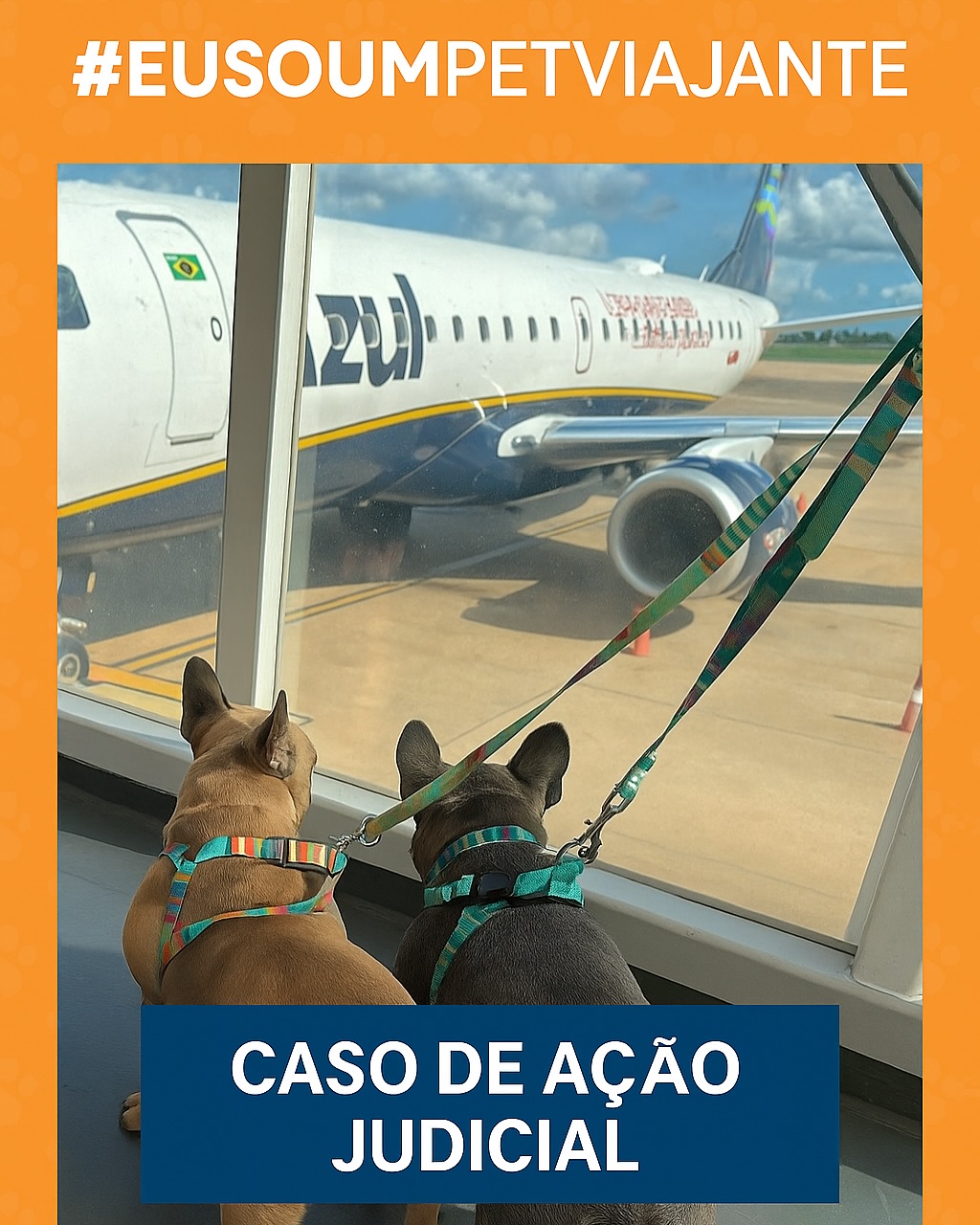 Romeu e Julieta, Buldogues Franceses, viagem de Brasil para Portugal