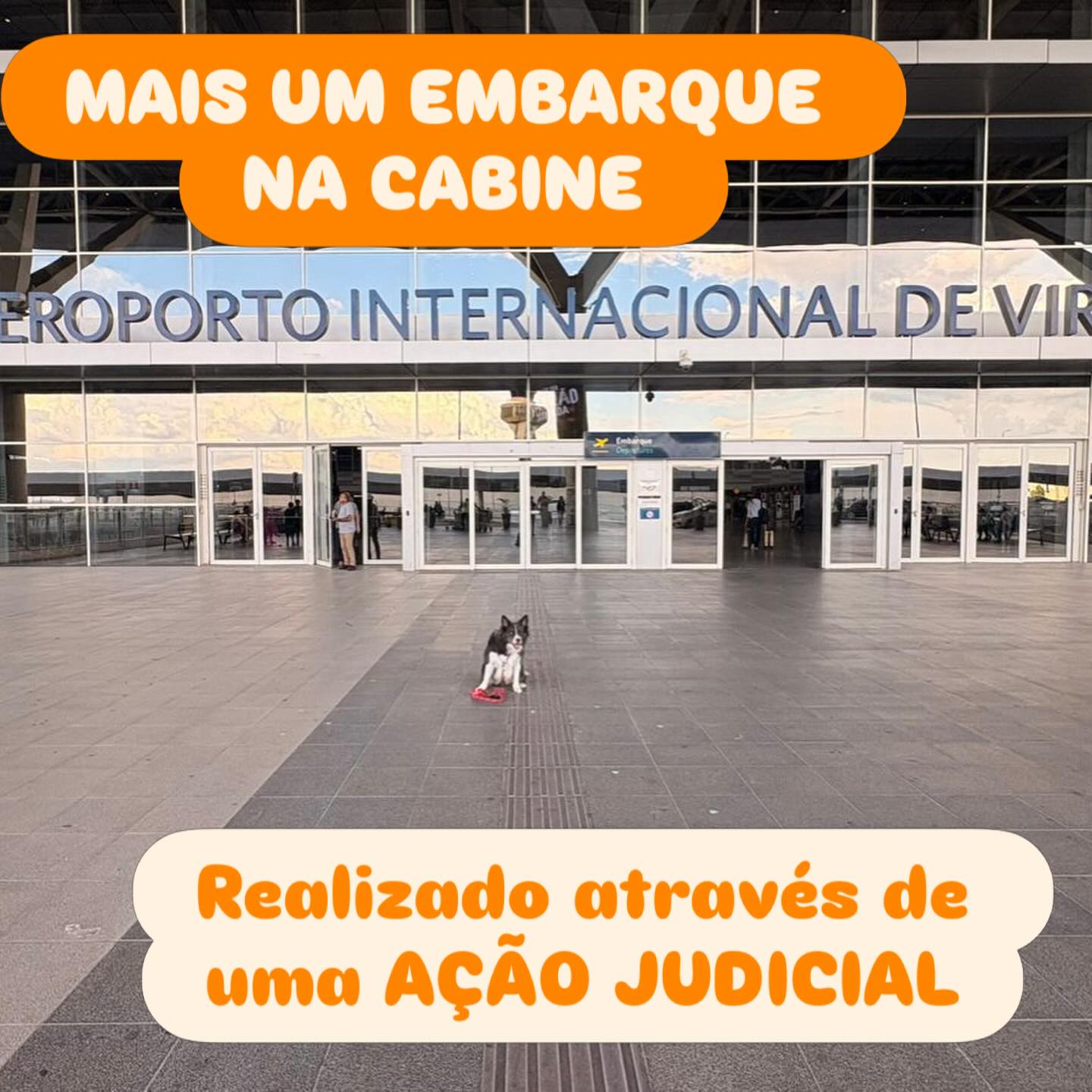 Stout, Cadela, viagem de Brasil para Portugal