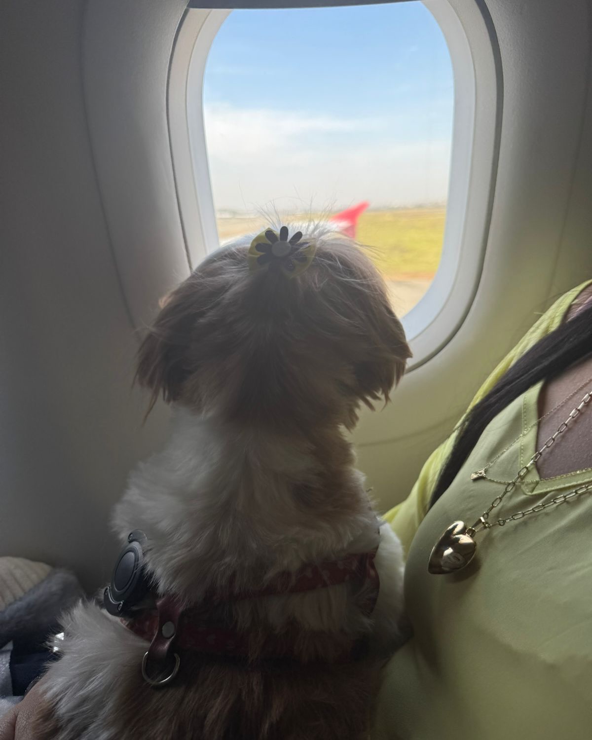 Vicky, Cadela, viagem de Salvador, BA para Estados Unidos