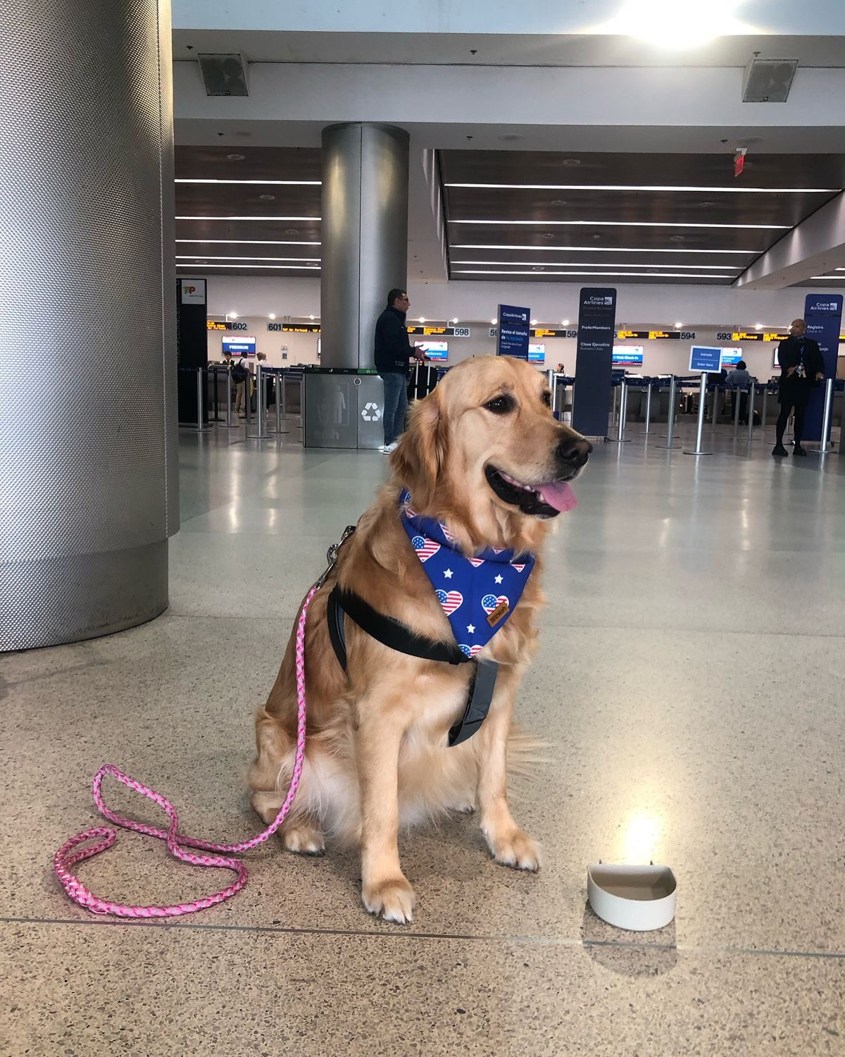 Zoe, Cadela, viagem de Miami, EUA para Brasil