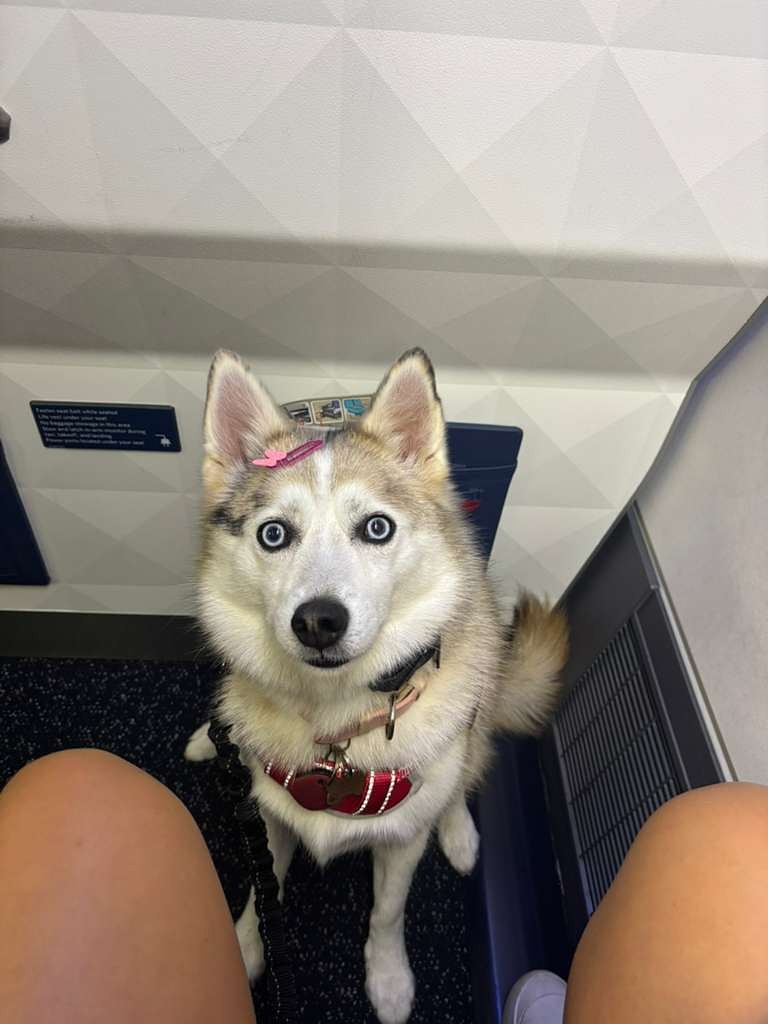 Zoey, Pomsky · Cão de serviço, viagem de Rio de Janeiro, RJ para Estados Unidos