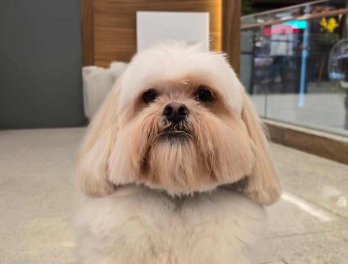 Sugar, Shih Tzu